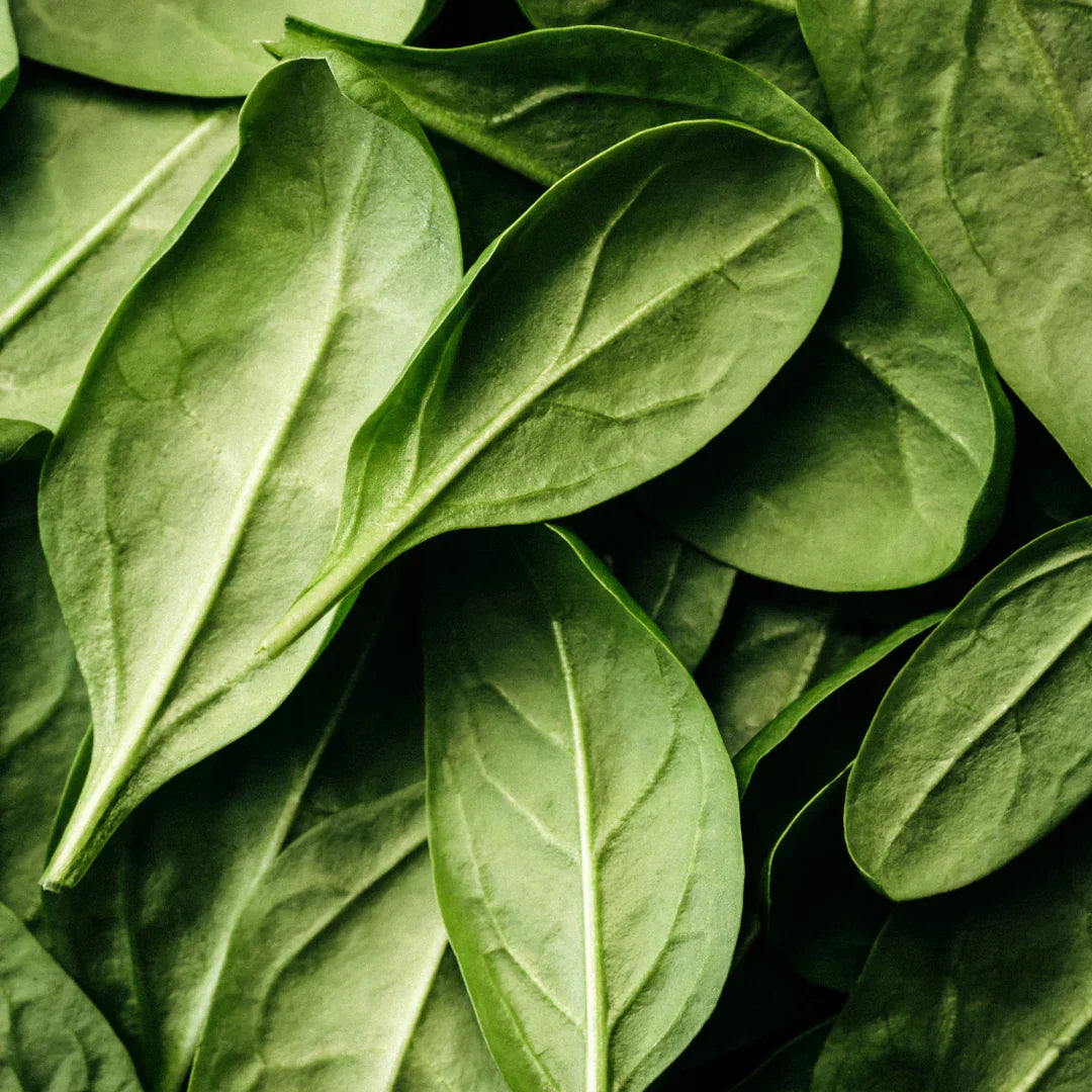 Aceite esencial de árbol de té