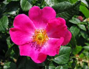 Aceite vegetal de rosa mosqueta
